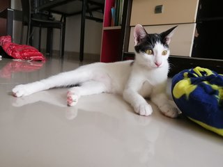 San Dian(Female, 6 months old, vaccinated)