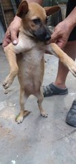 Cindy Girl - Mixed Breed Dog