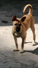 Cindy Girl - Mixed Breed Dog