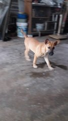 Cindy Girl - Mixed Breed Dog