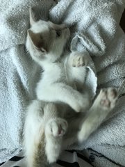 Kittens 1 Month Old - Domestic Medium Hair Cat