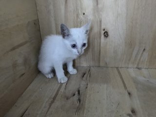 Kittens 1 Month Old - Domestic Medium Hair Cat