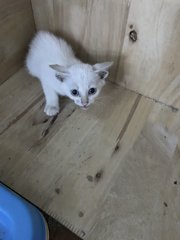 Kittens 1 Month Old - Domestic Medium Hair Cat