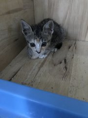 Kittens 1 Month Old - Domestic Medium Hair Cat