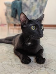 Yoda - Domestic Short Hair Cat