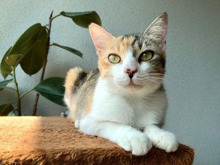 Poppy - Domestic Short Hair + Calico Cat