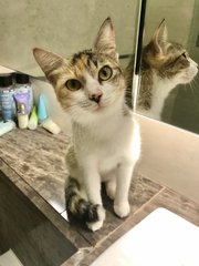 Poppy - Domestic Short Hair + Calico Cat