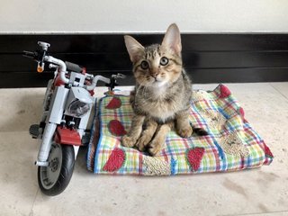 Captain Scoots - Domestic Short Hair + Tabby Cat