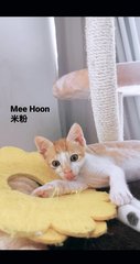 Mee Hoon &amp; Yee Mee  - Domestic Short Hair Cat