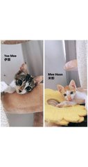 Mee Hoon &amp; Yee Mee  - Domestic Short Hair Cat