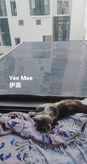 Mee Hoon &amp; Yee Mee  - Domestic Short Hair Cat