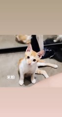 Mee Hoon &amp; Yee Mee  - Domestic Short Hair Cat