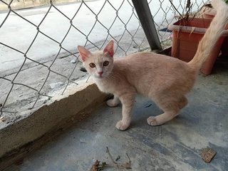 Putih - Domestic Short Hair Cat