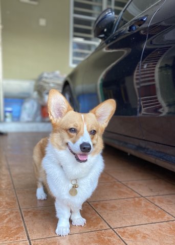 Toby  - Corgi Dog