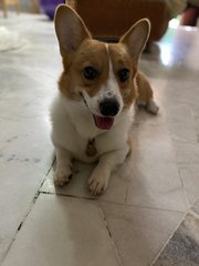 Toby  - Corgi Dog