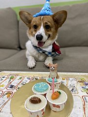 Toby  - Corgi Dog