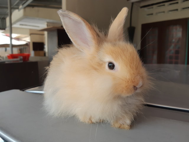 3 Bunnies/rabbit - Angora Rabbit + Bunny Rabbit Rabbit