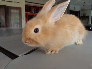 3 Bunnies/rabbit - Angora Rabbit + Bunny Rabbit Rabbit