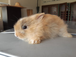 3 Bunnies/rabbit - Angora Rabbit + Bunny Rabbit Rabbit