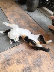 Luna - Calico Cat