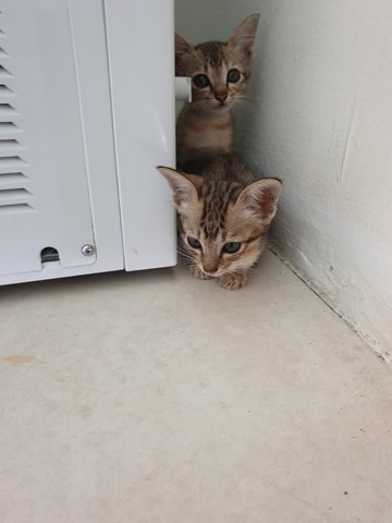 Little Miss Minnie &amp; Murphy - Domestic Short Hair Cat