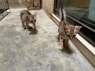 Little Miss Minnie &amp; Murphy - Domestic Short Hair Cat