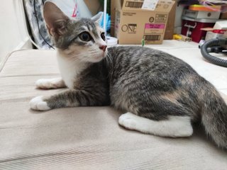 Toto - Domestic Short Hair + Calico Cat