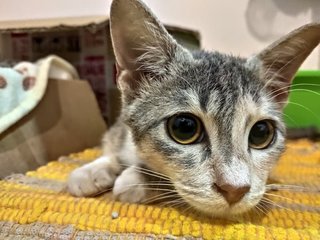 Toto - Domestic Short Hair + Calico Cat