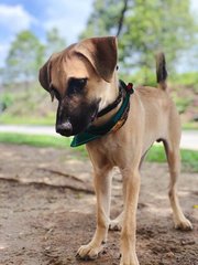 Dallas  - Black Mouth Cur Mix Dog