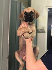 Dec 2019 puppy! Picture taken when he was 2-mth old. 