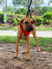 Derby  - Black Mouth Cur Mix Dog