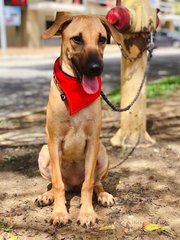 Derby  - Black Mouth Cur Mix Dog