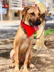 Derby  - Black Mouth Cur Mix Dog