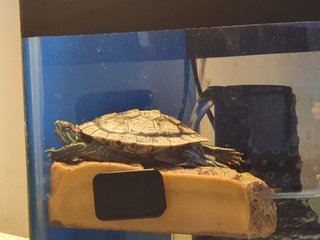 yoga turtle 