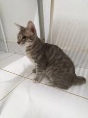 Mr. Grey - Domestic Short Hair Cat