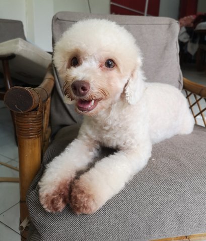 Milky - Poodle Dog