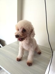 Milky - Poodle Dog