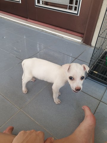 Small White - Mixed Breed Dog