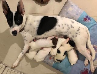 Cinta and her litter of puppies.