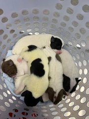 The puppies first vet visit - in a laundry basket