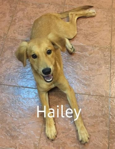 Hailey &amp; Dusty - Mixed Breed Dog