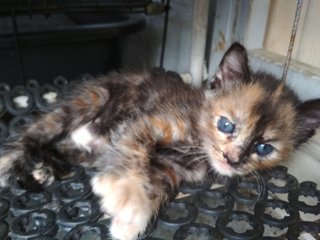 Female Cute Kitten - Domestic Medium Hair Cat