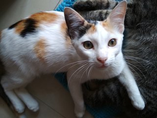 Tri-colors Female Kitten - Domestic Medium Hair Cat