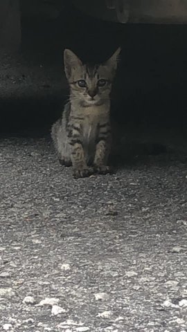 Unknown - Domestic Short Hair + Domestic Medium Hair Cat