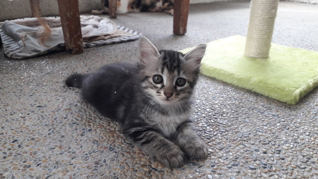 Adorable Kittens Up For Adoption  - Domestic Medium Hair + Domestic Short Hair Cat