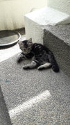 Adorable Kittens Up For Adoption  - Domestic Medium Hair + Domestic Short Hair Cat