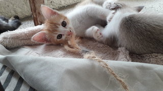 Adorable Kittens Up For Adoption  - Domestic Medium Hair + Domestic Short Hair Cat