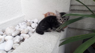 Adorable Kittens Up For Adoption  - Domestic Medium Hair + Domestic Short Hair Cat