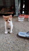 Adorable Kittens Up For Adoption  - Domestic Medium Hair + Domestic Short Hair Cat