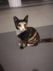 Mascara - Domestic Short Hair Cat